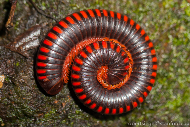 millipede